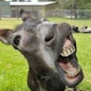 Meet your Posher, Cody